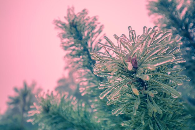 Rami di pino ricoperti di ghiaccio dopo la pioggia gelata in un colore verde rosa alla moda