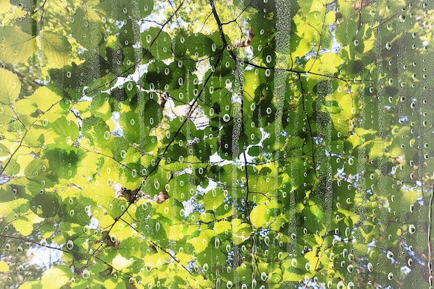rami di pioggia alberi di vetro astratto bagnato, finestra vista sfondo natura