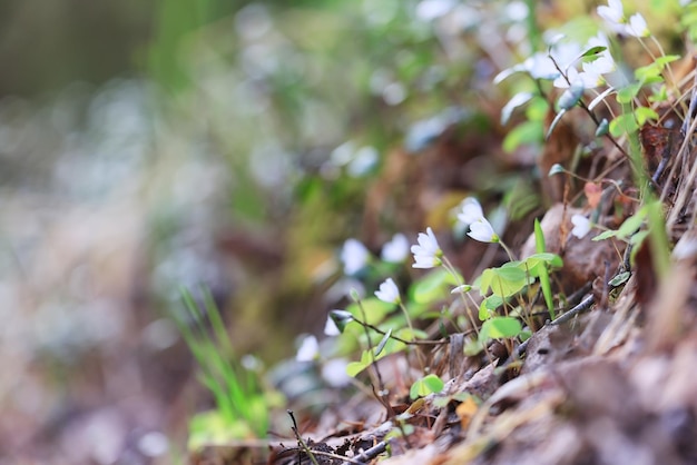 rami di primavera germogli foglie sfondo stagionale