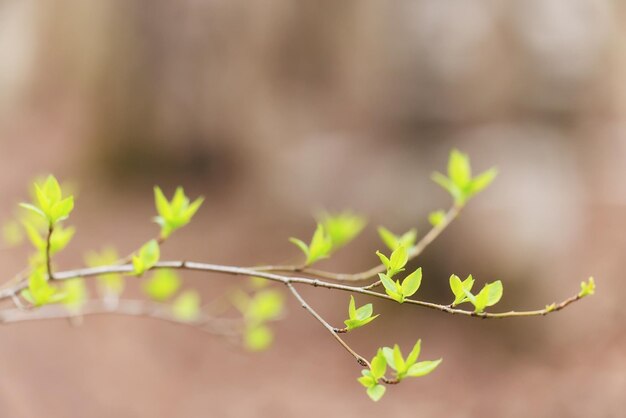 rami di primavera germogli foglie sfondo stagionale
