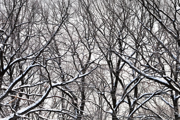 Rami di quercia sotto la neve