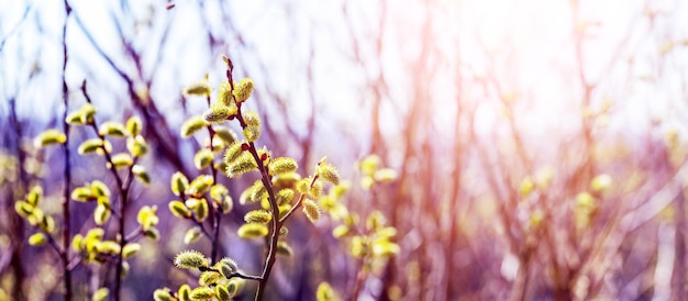 Rami di salice con amenti in natura contro la luce solare fiori di salice Biglietto di auguri di Pasqua