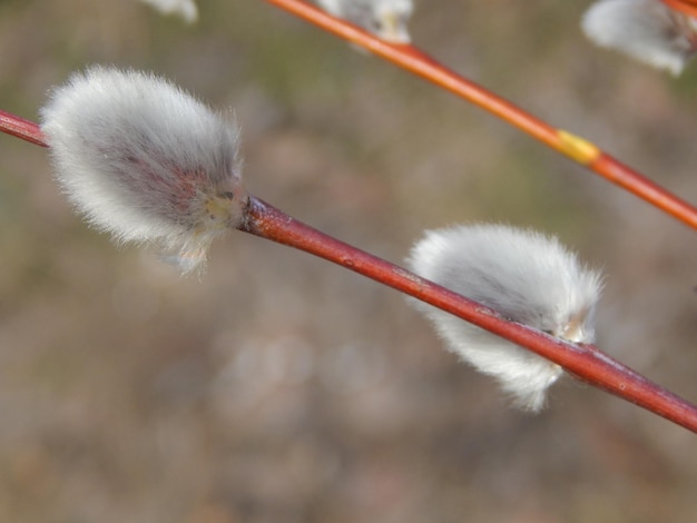 Rami di salice con sfondo sui rami degli alberi in fiore primaverile