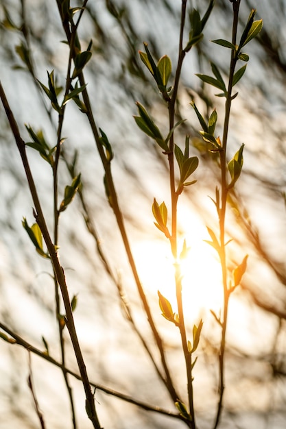 Rami di salice fioriti in primavera al tramonto.