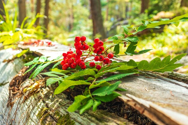 Rami di sorbo con il primo piano di frutti maturi. Bacche di sorbo rosso sui rami di albero di sorbo, primo piano maturo delle bacche di sorbo e foglie verdi.