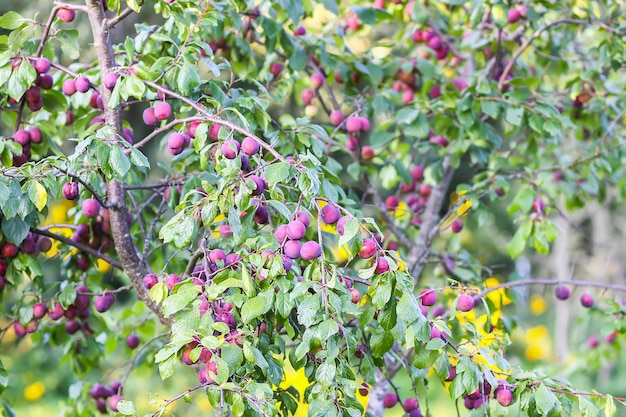 Rami di susino con frutti succosi dolci maturi alla luce del tramonto in campagna