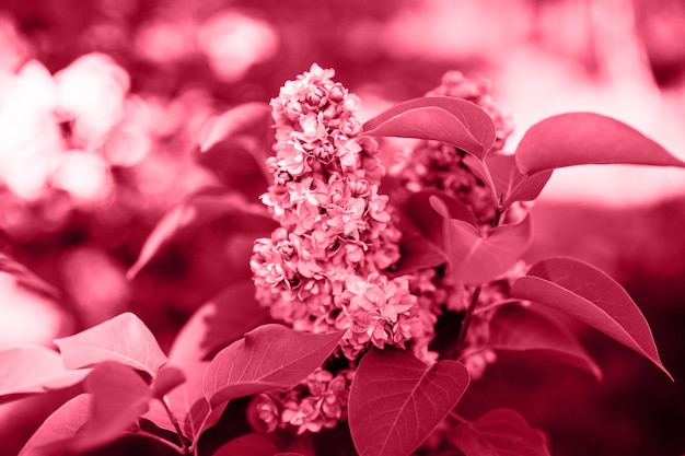 Rami di terry lilla sbocciati in piena fioritura di petali di fiori di primavera viola rosa rosso tra le foglie di arbusto in un giardino fiorito in natura tonica in viva magenta colore di tendenza dell'anno 2023