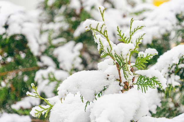 Rami di thuja coperti di neve nel parco cittadino. Stagione invernale.