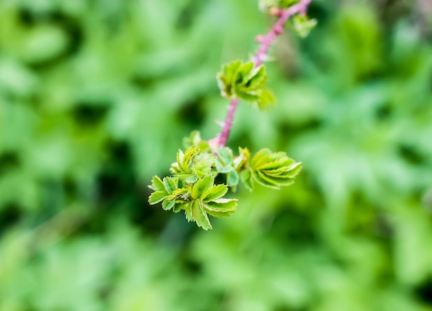 Rami di un albero alla luce del sole, sfondo naturale della natura primaverile verde.