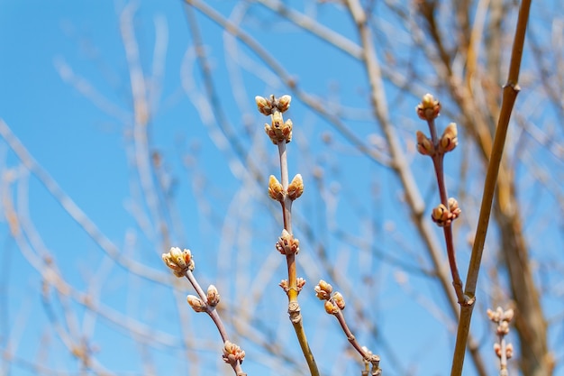 Rami di un albero con una gemma in un parco di primavera su uno sfondo di cielo blu