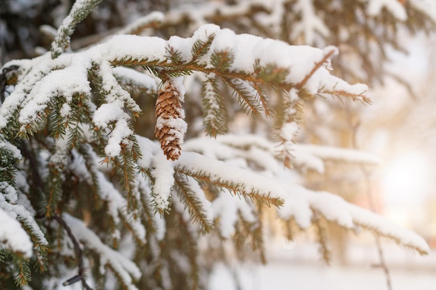 Rami di un albero di Natale con coni ricoperti di neve