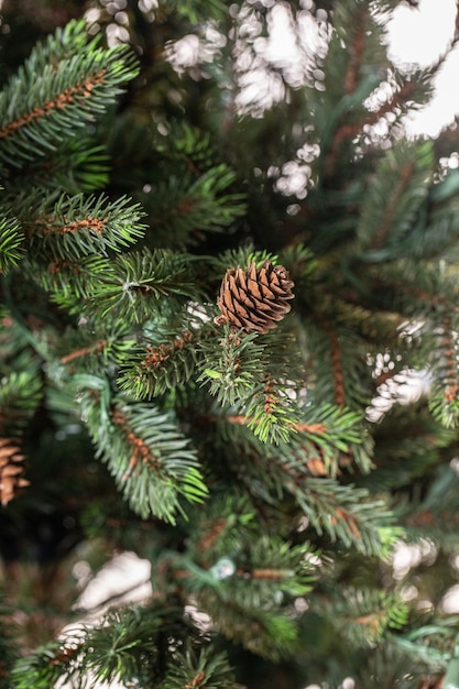 rami di un albero di Natale con ghirlande