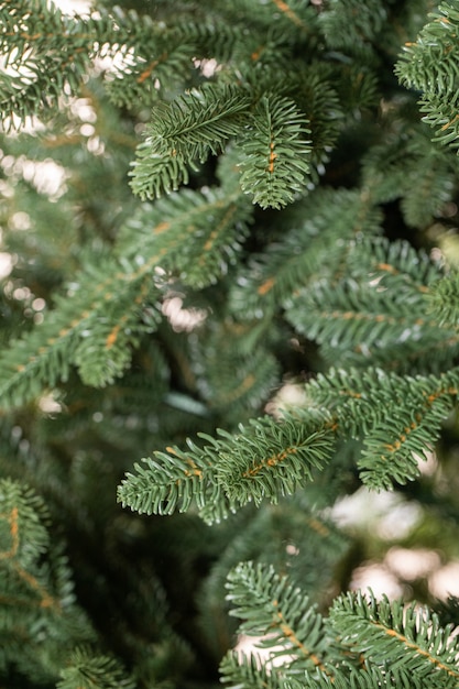 rami di un albero di Natale con ghirlande