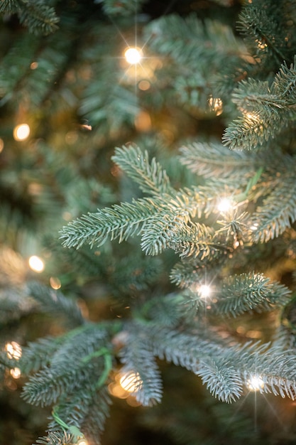 rami di un albero di Natale con ghirlande