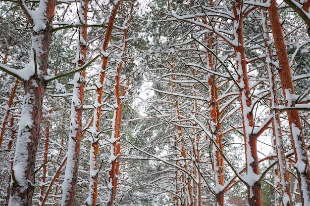 Rami di un albero di Natale ricoperti di neve. Sfondo invernale abete naturale