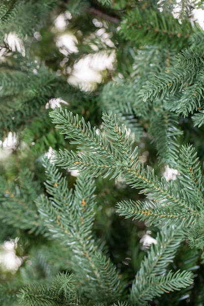 rami di un albero di Natale