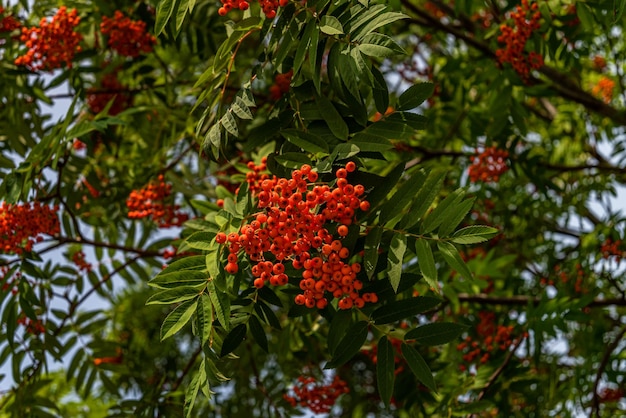 Rami di un albero di sorbo con bacca rossa matura e foglie verdi