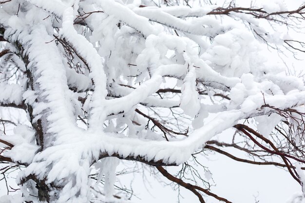 Rami di un albero ghiacciato e innevato con tempo nuvoloso.