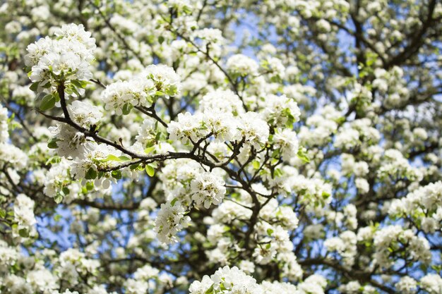Rami di un albero in fiore bianco