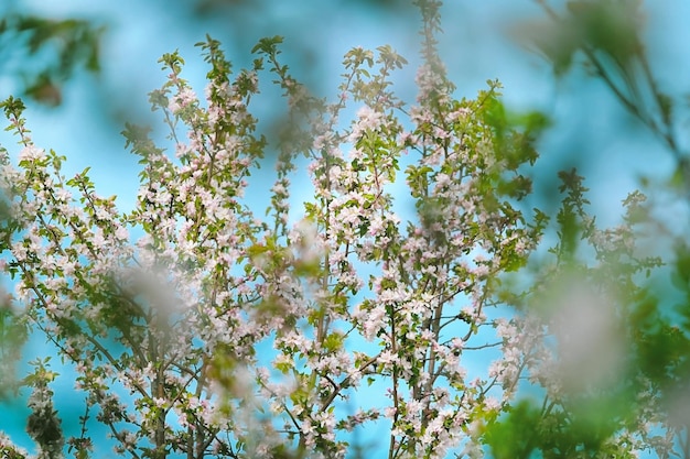 Rami di un albero in fiore con piccoli fiori rosa bianchi contro un cielo blu come sfondo