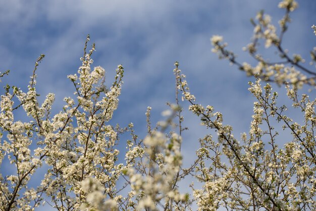 rami di un albero in fiore contro il cielo