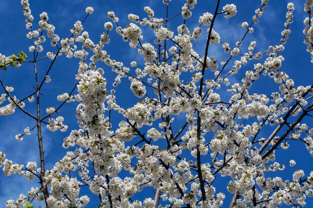 rami di un albero in fiore contro il cielo