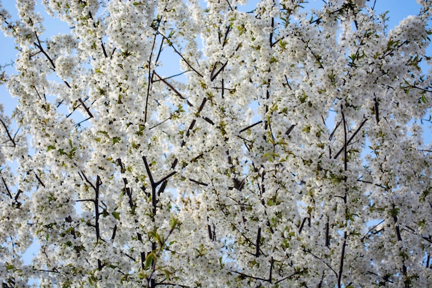 rami di un albero in fiore contro il cielo