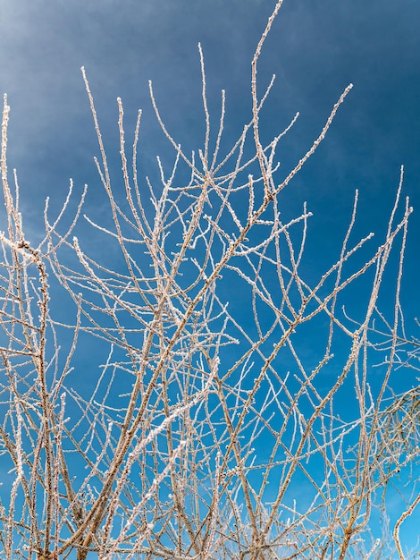 Rami di un albero nel gelo bianco in inverno su uno sfondo di cielo blu