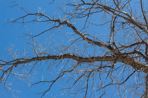 Rami di un albero secco su cielo blu