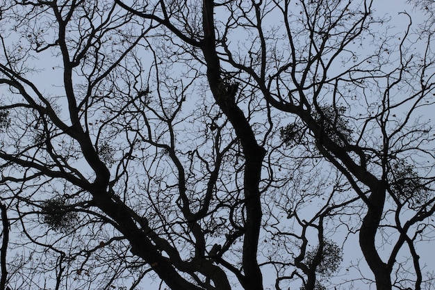 Rami di un albero senza foglie