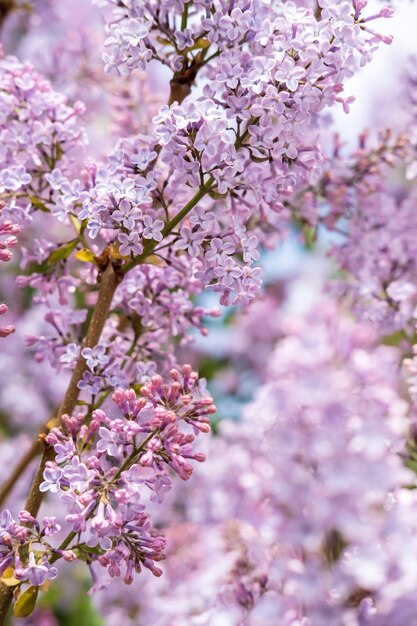 Rami di un bel lillà comune in fiore profumato Syringa vulgaris