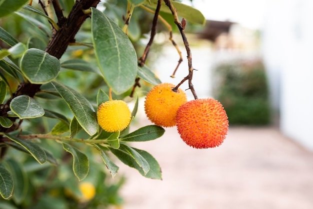 Rami di un corbezzolo con frutta fresca e matura