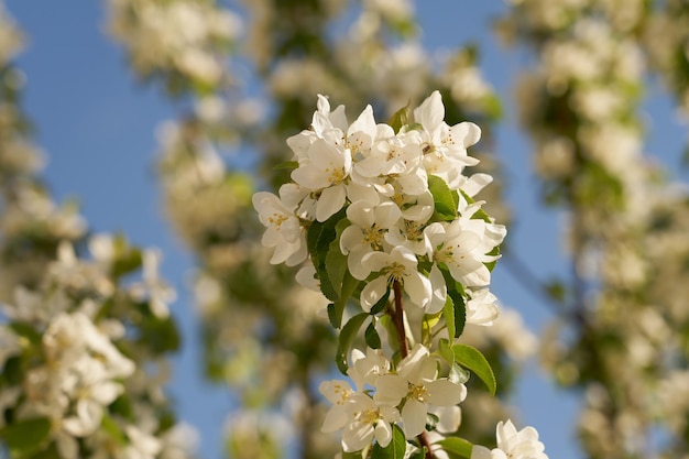 Rami di un melo in fiore con un cielo blu sullo sfondo