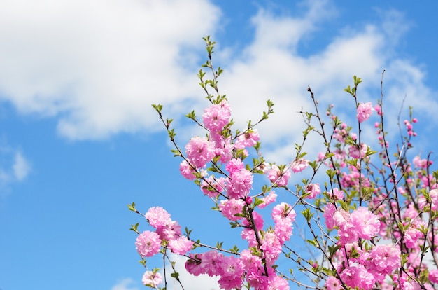 Rami di un sakura in fiore contro il cielo azzurro con nuvole. Spazio per il testo.