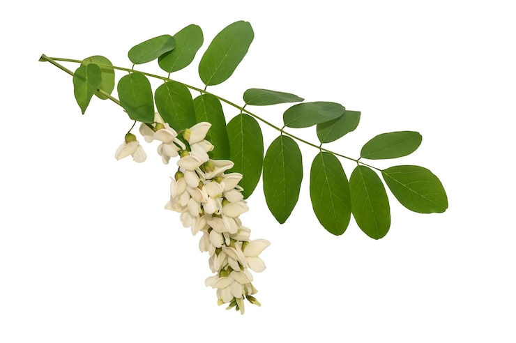 Foto rami di una bella acacia su sfondo bianco pianta medicinale per cosmetologia