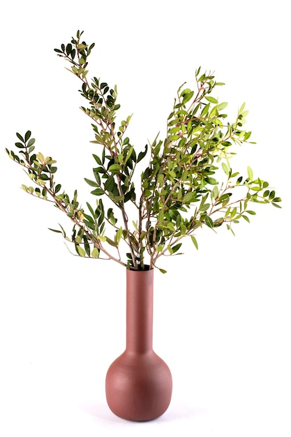 Rami di una pianta con foglie verdi in un vaso marrone su sfondo bianco