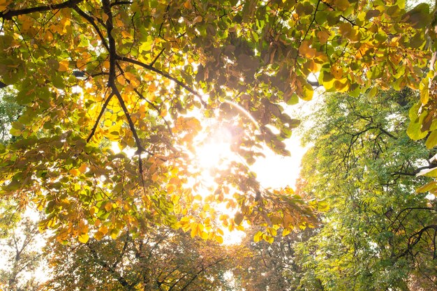 Rami e foglie autunnali contro la luce del sole