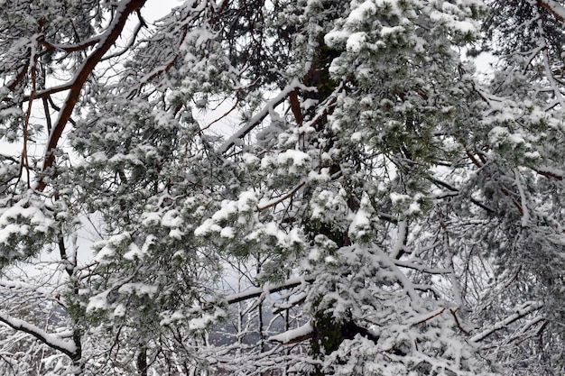 Rami e foglie del pino scozzese Pinus silvestris coperti