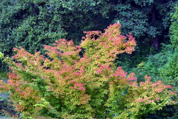 Rami e foglie di acero giapponese Acer palmatum