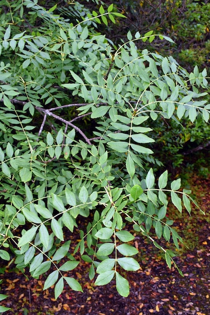 Rami e foglie di un frassino a foglia stretta Fraxinus angustifolia