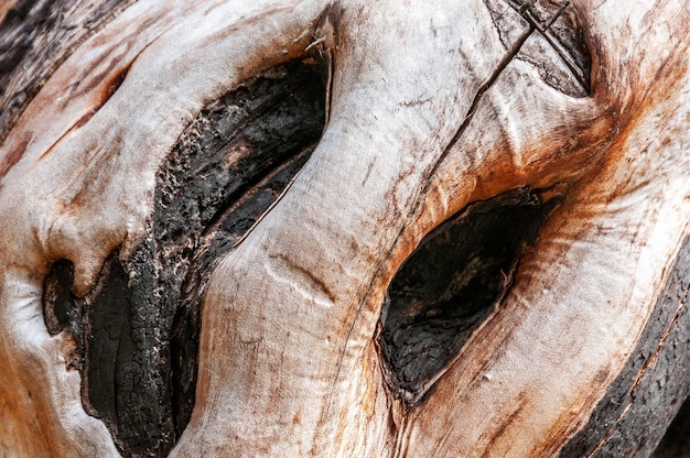 Rami e tronco di un albero di alloro bruciato sull'isola di Madeira