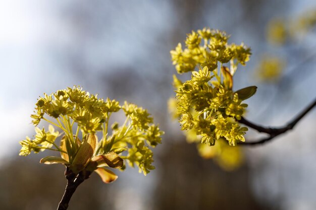 Rami fioriti dell'albero di acero. Fiore di primavera.