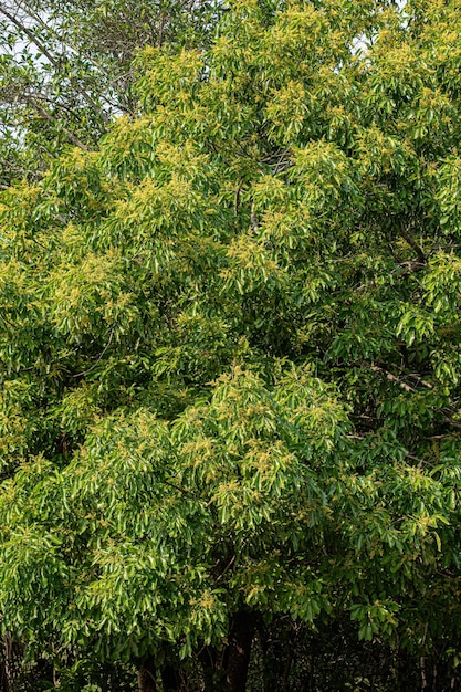 Rami fioriti dell'albero di mango