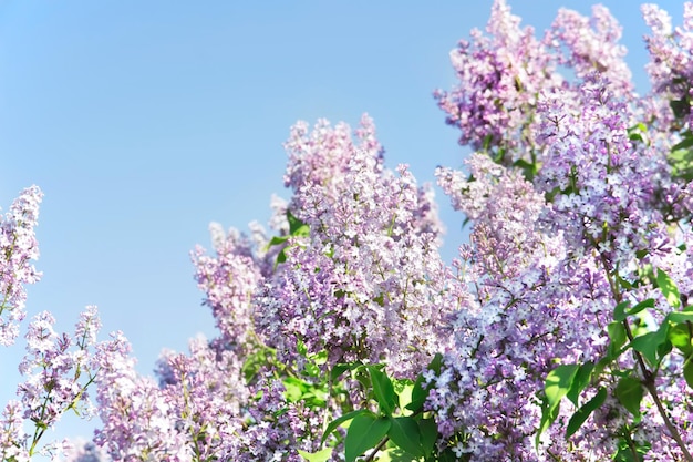 Rami fioriti di lillà. Siringa in fiore. Sfondo primaverile