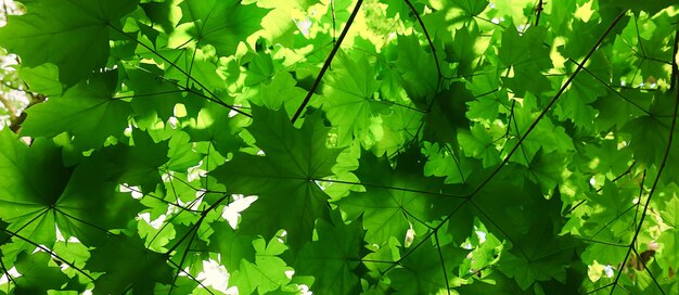 rami foglie estate acero verde sfondo albero crescita fresca