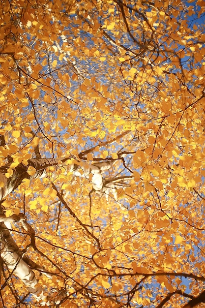 rami foglie sfondo giallo / astratto sfondo stagionale foglie che cadono bella foto