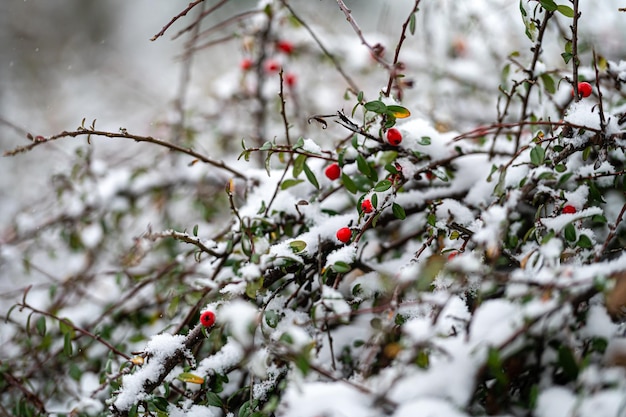 Rami ghiacciati con bacche rosse di crespino durante una nevicata