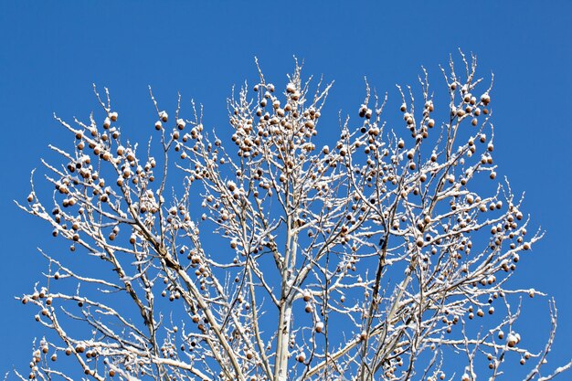 Rami innevati contro il cielo blu