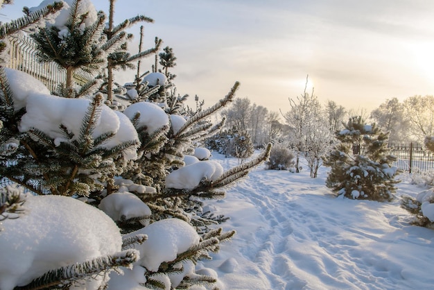 Rami innevati degli alberi di Natale. Alberi coperti di brina, scena invernale, parco pittoresco