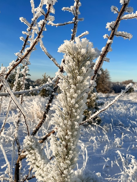 Rami innevati e ghiacciati di meli e pini su uno sfondo di cielo blu in inverno con tempo soleggiato e freddo